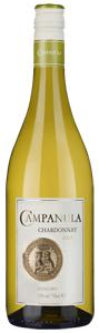 Campanula Chardonnay